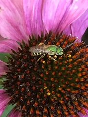 Agapostemon