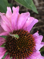 Agapostemon