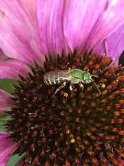 Agapostemon