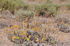 Orthocarpus luteus