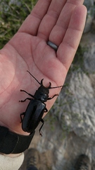 Nothopleurus lobigenis