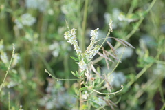 Melilotus albus image