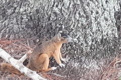 Sciurus niger avicennia