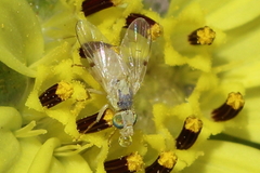 Neaspilota signifera