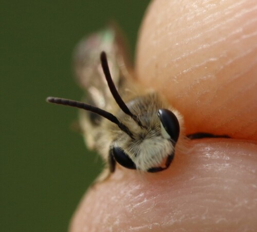 Andrena orbitalis