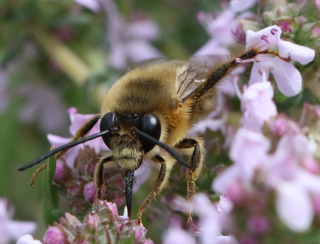 Eucera hispana