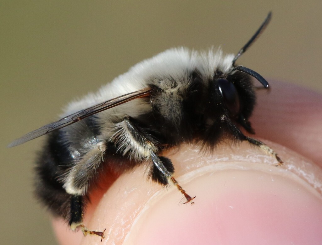 Anthophora atriceps