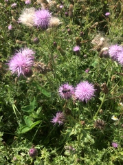 Eucerceris flavocincta