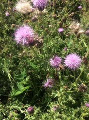 Eucerceris flavocincta