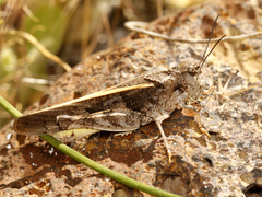 Cratypedes neglectus