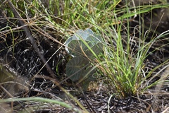Asclepias nummularia