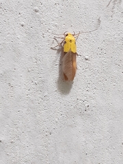 Stathmopoda auriferella