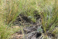 Asclepias nummularia