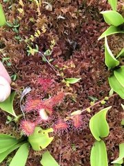 Drosera rotundifolia image