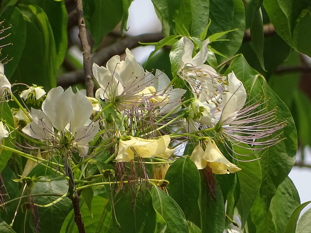 Sacred garlic pear