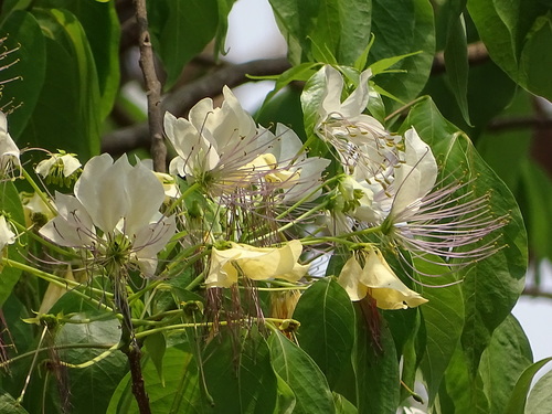 Sacred garlic pear (Crateva religiosa) · iNaturalist Canada