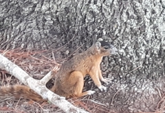 Sciurus niger avicennia
