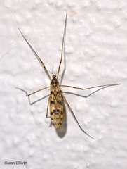 Limonia cinctipes