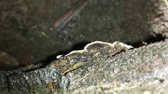 Datronia brunneoleuca