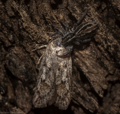 Acantholena siccella