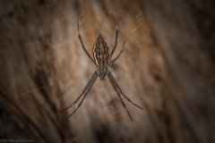 Argiope ocyaloides