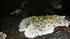 Datronia brunneoleuca