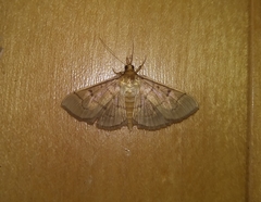 Herpetogramma theseusalis