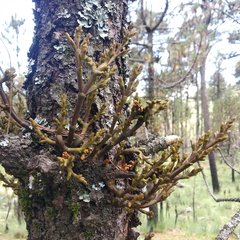 Arceuthobium globosum