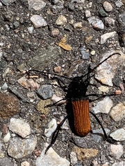 Tragidion densiventre