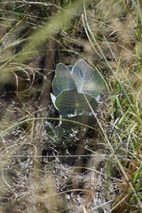 Asclepias nummularia