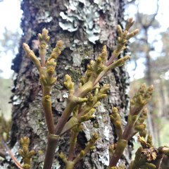 Arceuthobium globosum