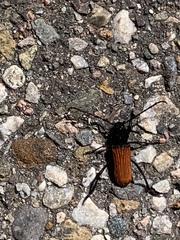 Tragidion densiventre