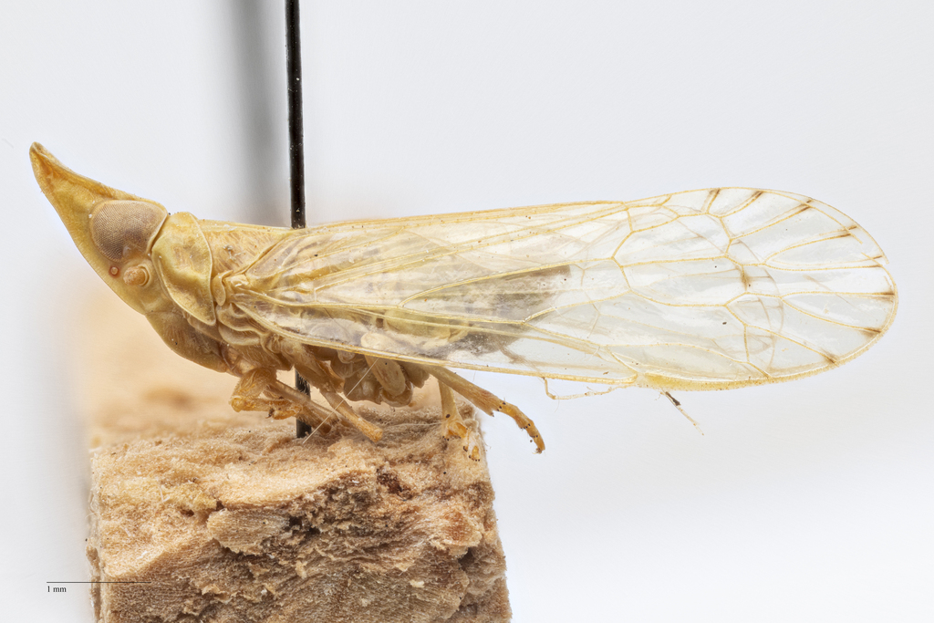 Antillixius