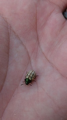 Leptinotarsa lineolata