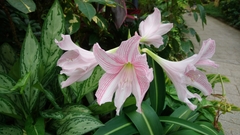 Hippeastrum reticulatum