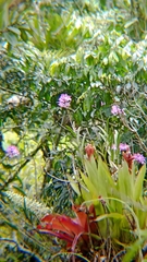 Epidendrum flexuosum
