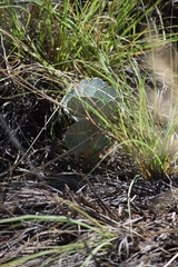 Asclepias nummularia