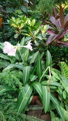 Hippeastrum reticulatum