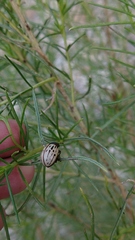 Leptinotarsa lineolata