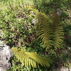 Polystichum speciosissimum