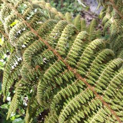 Polystichum speciosissimum