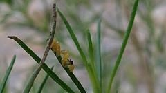 Leptinotarsa lineolata