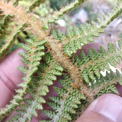 Polystichum speciosissimum