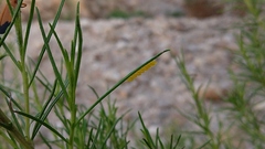 Leptinotarsa lineolata