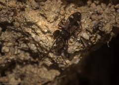 Ethaltomarus terrareginae