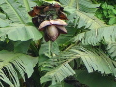 Ensete superbum