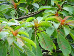 Hymenodictyon obovatum
