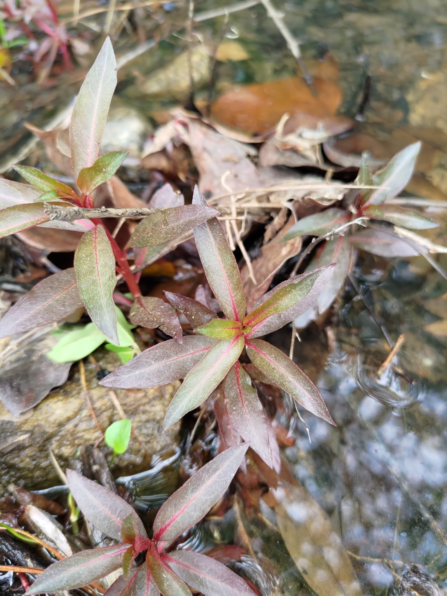 Imagem de Ludwigia glandulosa é conhecida como "Ludwígia"