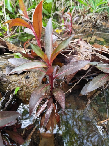 Foto de Ludwigia glandulosa é conhecida como "Ludwígia"