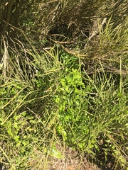 Carmichaelia australis